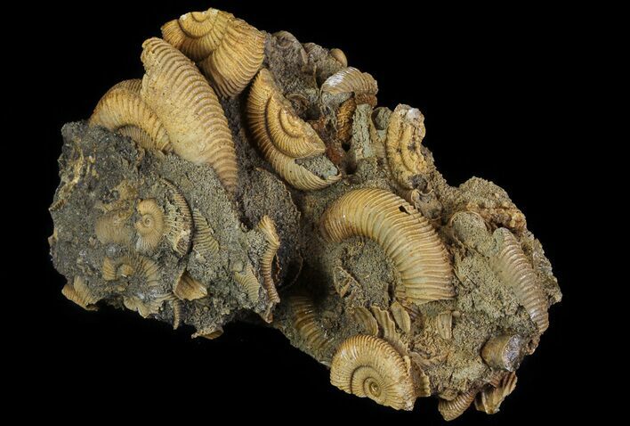 Dactylioceras Ammonite Cluster - Germany #64566